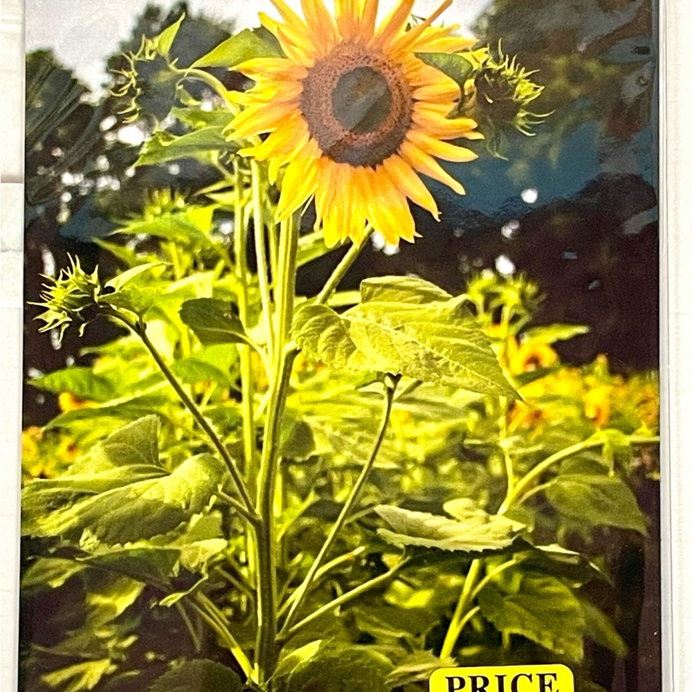 Sunflower Magnet 5 1/2 X 4 1/4